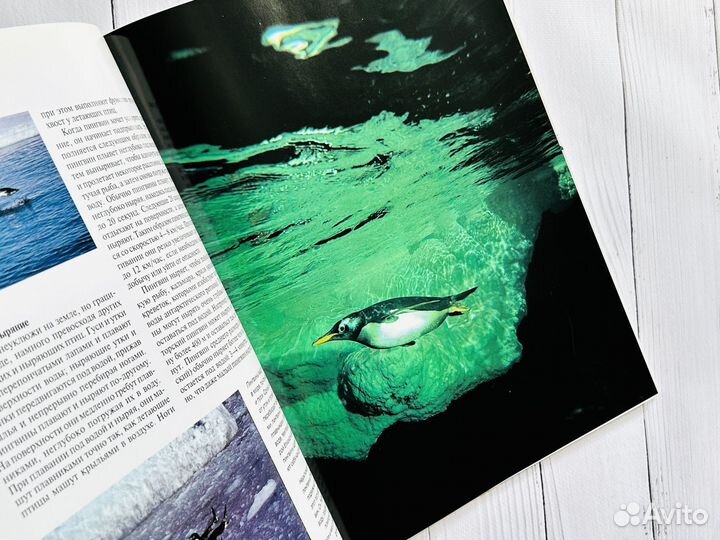 Пингвины. Мир животных