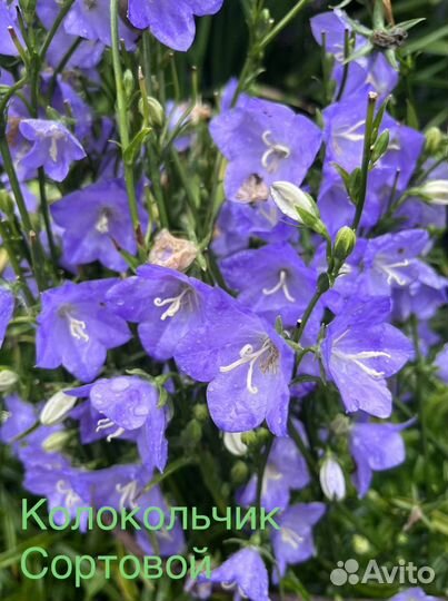 Многолетние растения для сада - одна цена