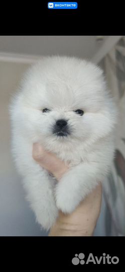 Собаки шпицы