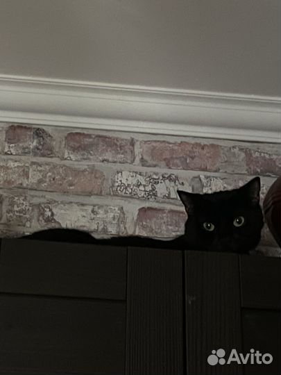 Черный кот в добрые руки