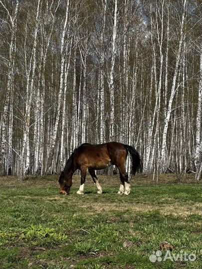 Продам лошадь лошади жеребец конь