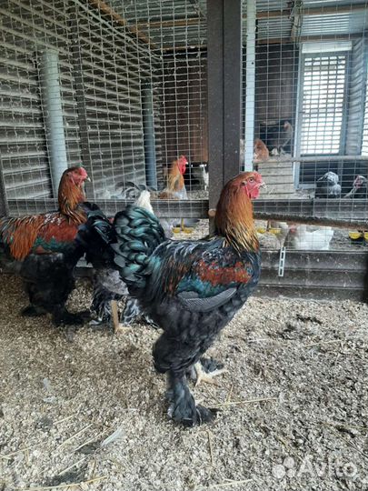 Яйцо инкубационное