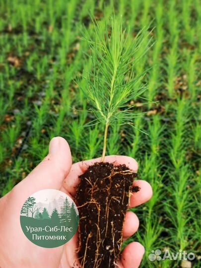 Сеянцы зкс Сосна Ель Лиственница окс Голуб Горн