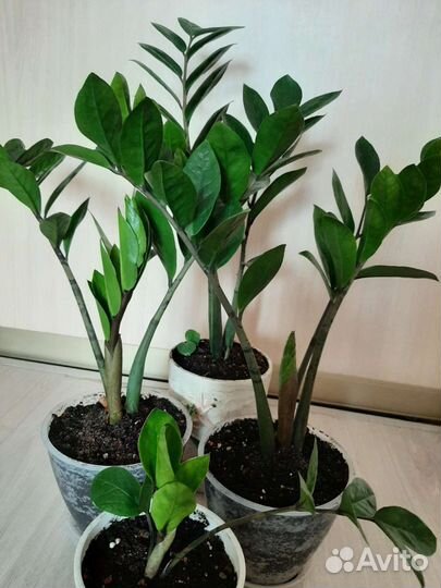 Замиокулькас