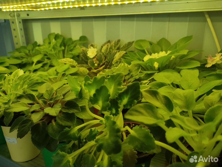 Черенки сортовых фиалок