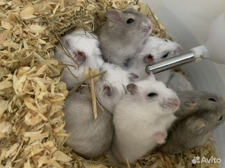 Джунгарский хомяк