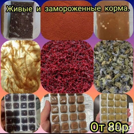 Живые и замороженные корма для любых видов рыб