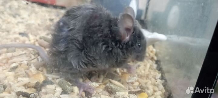 Кудрявые мышки рексы-тексель детки + клетки