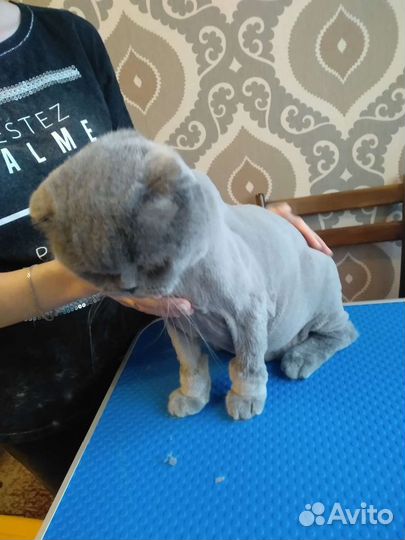 Стрижка собак и кошек, экспресс линька