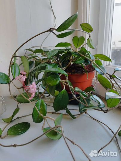 Продам комнатное растение Хойя,молочай,фиалки и др