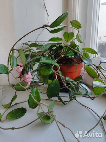 Продам комнатное растение Хойя,молочай,фиалки и др