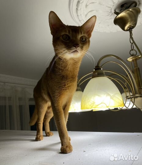Абиссинский кот вязка
