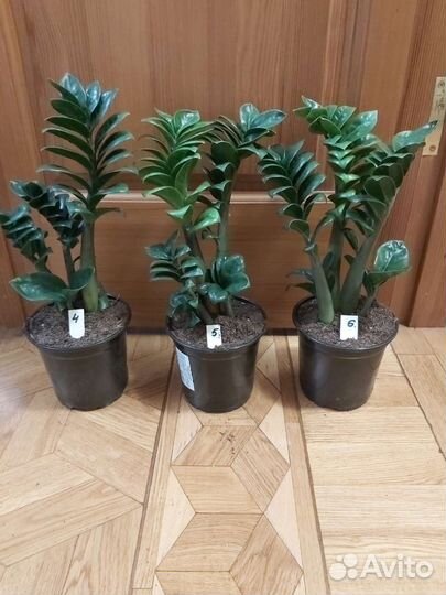 Замиокулькасы