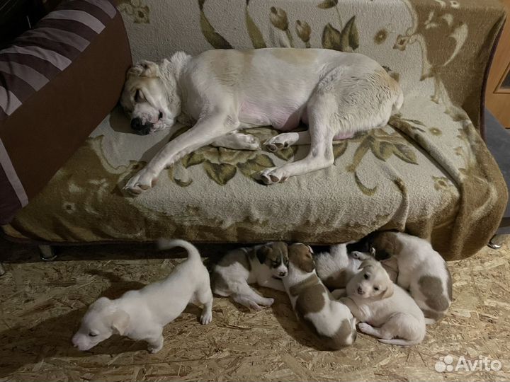 Щенки сао алабай