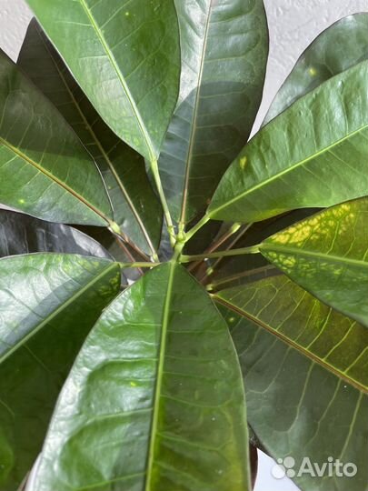 Кротон миссис айстон