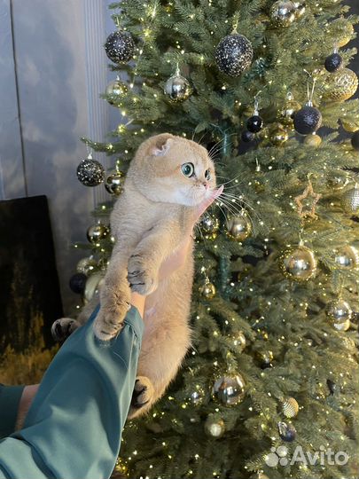 Золотые шиншиллы