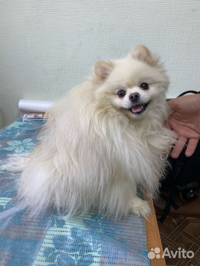 Стерилизация собак на дому