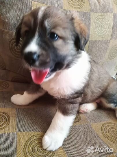 Отдам бесплатно