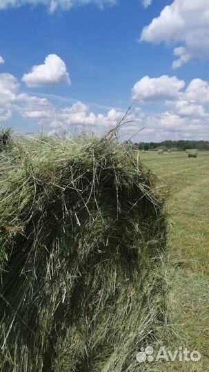 Продам сено в рулонах