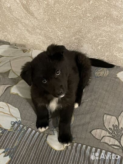 Щенок Северус