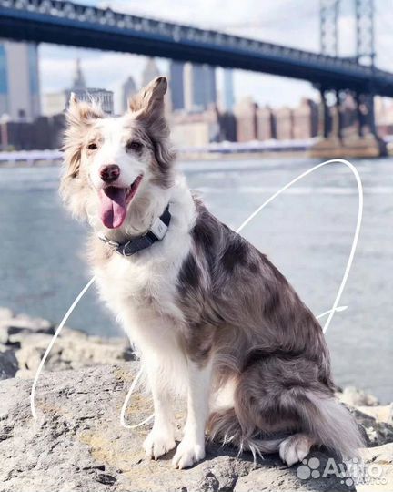 Электронный ошейник для собак