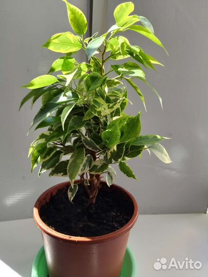 Комнатные растения