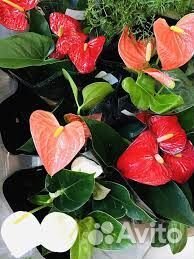 Антуриумы разные+фикус лирато бамбино+