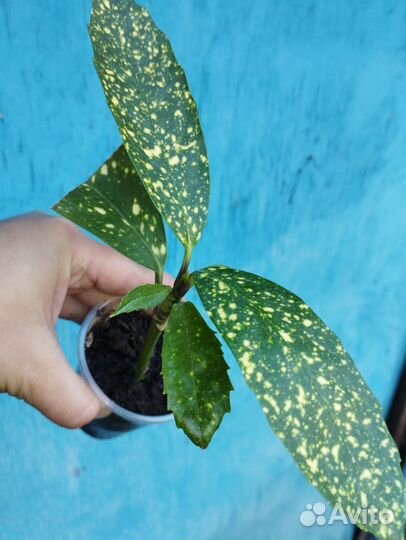 Кротоны, эукуба, фиалки, цикас