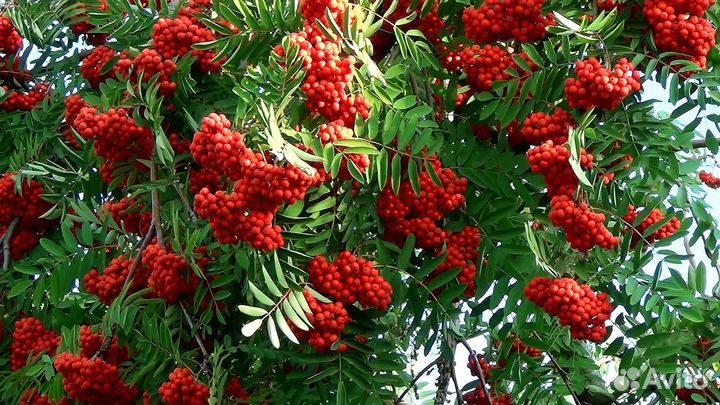 Саженцы сладкоплодной рябины 