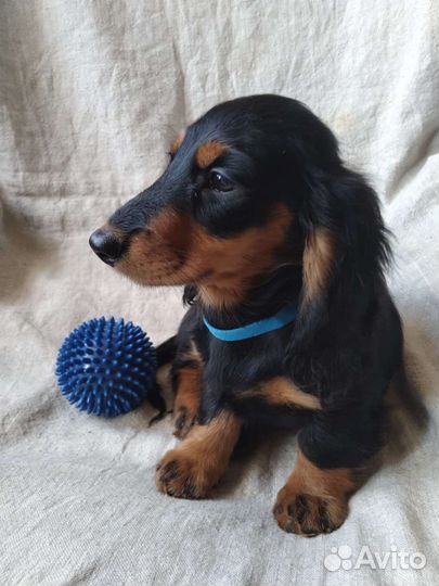 Щенки миниатюрной таксы