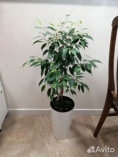 Фикус бенджамина