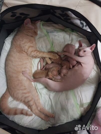 Донской сфинкс котята