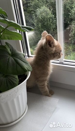 Котенок бежевый (кофе с молоком) Арсен