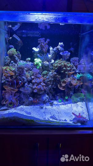 Морской аквариум бу