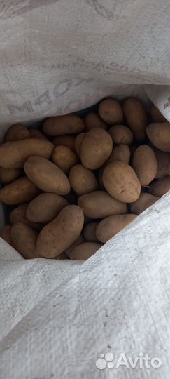 Продам картофель