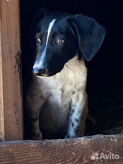 Щенок мальчик помесь курцхаара