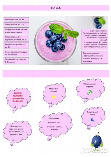 Саженцы голубики 6-ти летние сорт Река