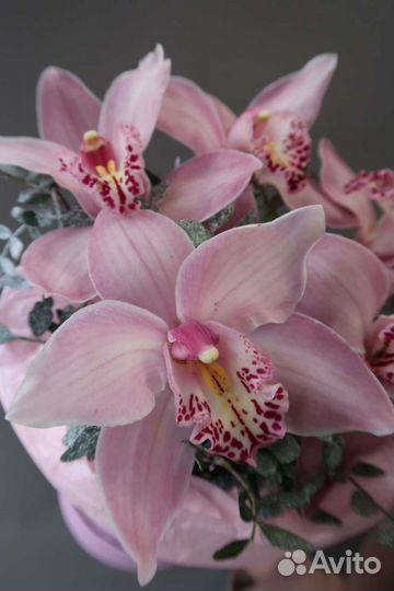 Орхидея фаленопсис