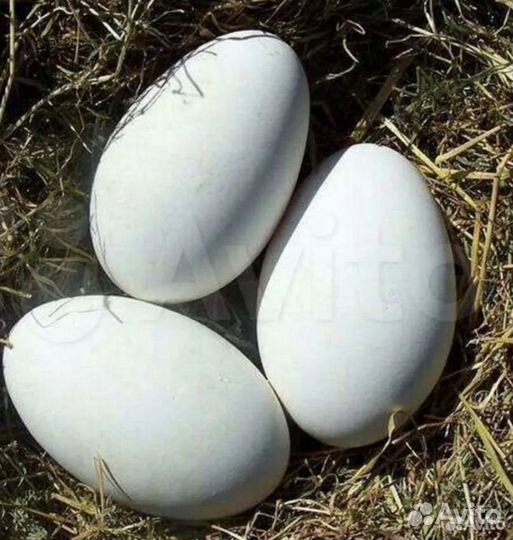 Инкубационное яйцо гуся Линда