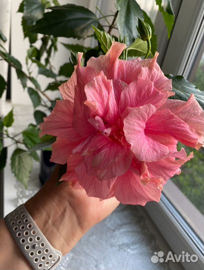 Гибискус, укорененные черенки