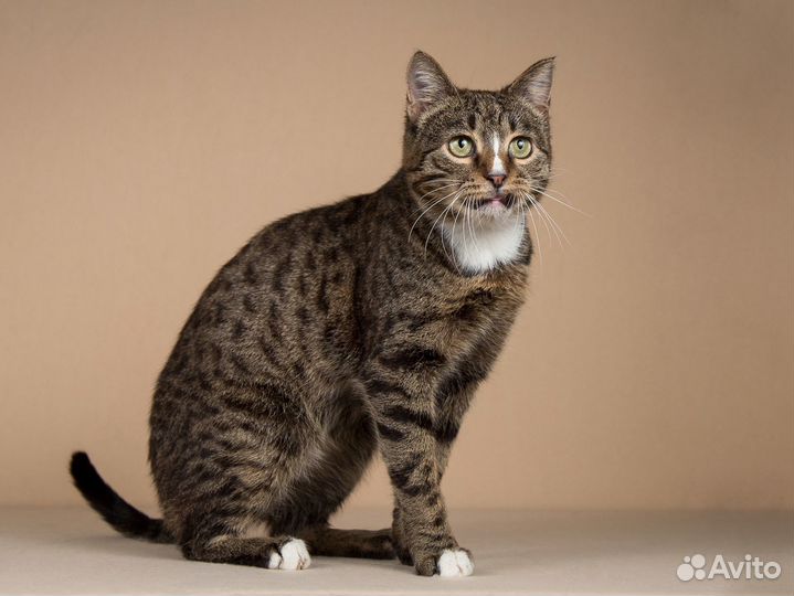 Очень ласковый котик Зяблик