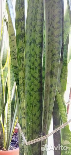 Сансевиерия (Щучий хвост)