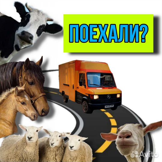 Перевозка животных
