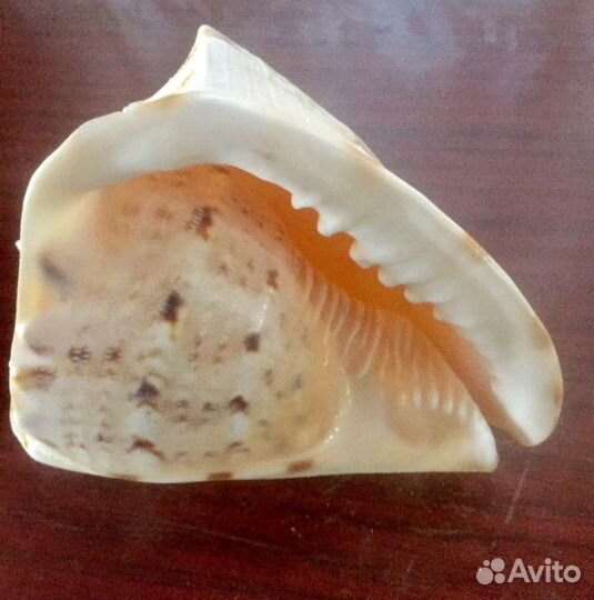 Ракушка Средеземного моря