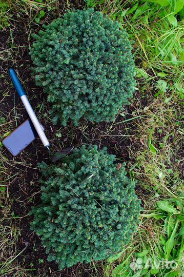 Ель декоративная канадская