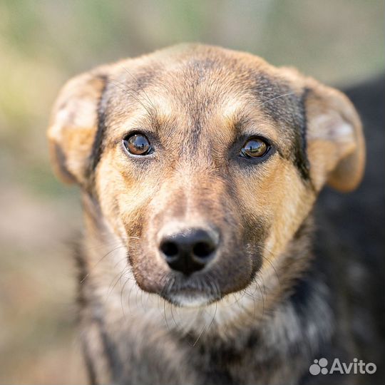 Щенок мальчик