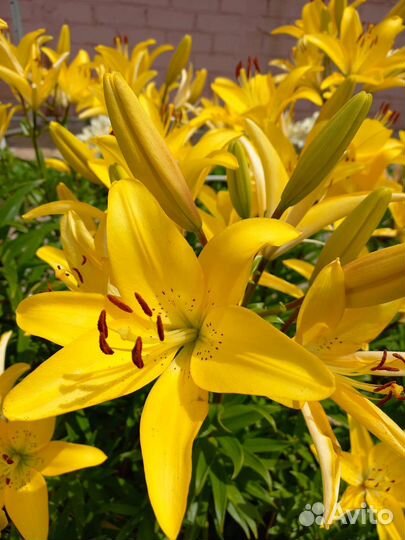 Лилии жёлтые, луковицы