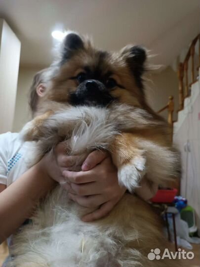 Немецкий шпиц
