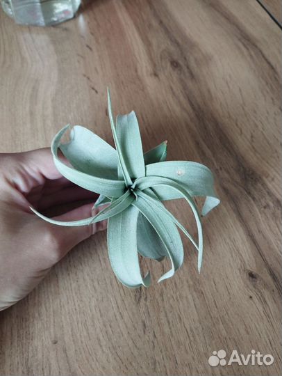 Тилландсии атмосферные