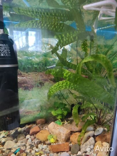 Аквариумные растения бесплатно